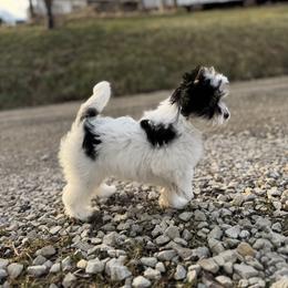 Biewer Terrier Puppies from Half Pint Biewer Terriers