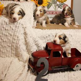 Australian Shepherd Puppies from Cooper Ridge Aussies
