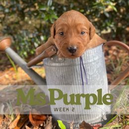Mrs. Purple - Red  female Goldendoodle puppy in Pensacola, Florida from Ruby Pupper Doodles