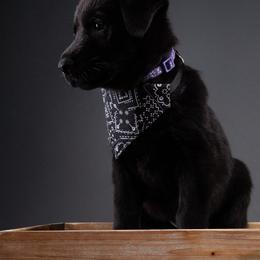 German Shepherd Puppies from Barenstadt Kennels