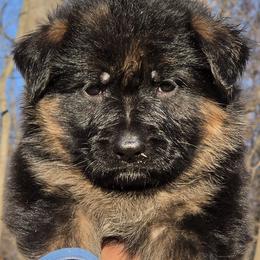 Cinnamon - Black and red female German Shepherd puppy in Bridgewater, New Jersey from Hamza's German Shepherds