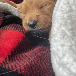 Golden Retriever Puppies from Charlottes Goldens