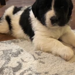 Newfoundland Puppies from Bookcliff newfies