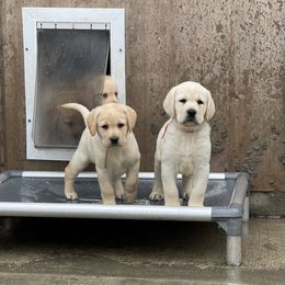 Labrador Retriever Puppies from OKE Labradors
