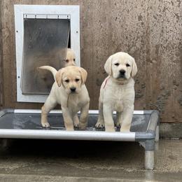 Labrador Retriever Puppies from OKE Labradors