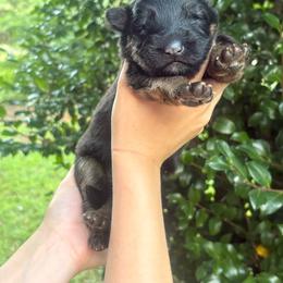 Female 1 - Black and red female German Shepherd puppy in Salem, South Carolina from Von Maqqedah Haus German Shepherds