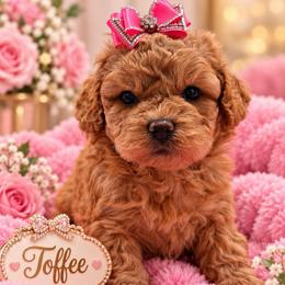 Toffee - Brown female Shihpoo puppy in Cooper City, Florida from Jenny La Bone