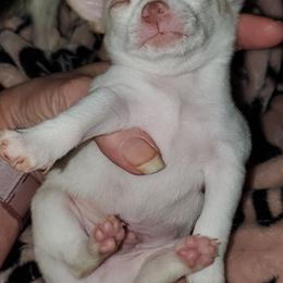 Boy 2 - White male Chihuahua puppy in Oklahoma City, Oklahoma from Teacup Chihuahuas and Friends