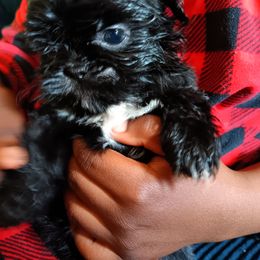 Judah - Black and white male Shih Tzu puppy in Memphis, Tennessee from Lady and the Tramp