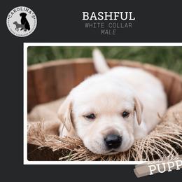 Boy 4 - Yellow Labrador Retriever puppy in Clayton, North Carolina from Carolina’s Swift Creek Labrador Retrievers