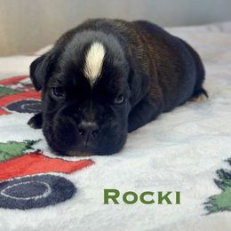 Rocki - Brindle male Boxer puppy in Cicero, New York from MK Boxer Haven of CNY