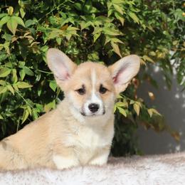 Green collar - Red male Pembroke Welsh Corgi puppy in Caliente, California from Rafter Cross 7