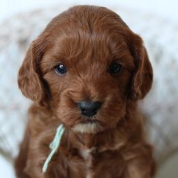 Sprout - Red male Cavapoo puppy in Springtown, Texas from North Texas Puppies