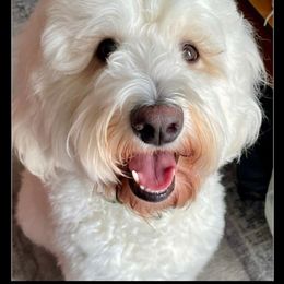 Goldendoodle puppies from Magical Goldendoodles of Pioneer Valley, MA