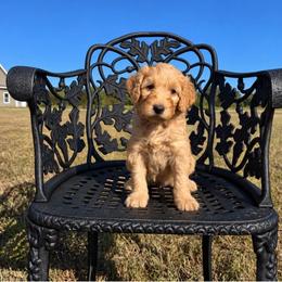 Eeyore - Apricot male Goldendoodle puppy in Crawford, Mississippi from Magnolia State Poodles and Doodles