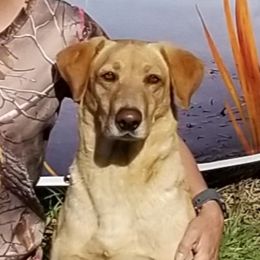 Labrador Retrievers from Cross Creek Kennels, Inc