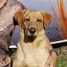 Labrador Retrievers from Cross Creek Kennels, Inc