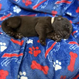 Pepper - Brown female Newfoundland puppy in Silver Creek, New York from Boo N’ Bubs Newfoundlands