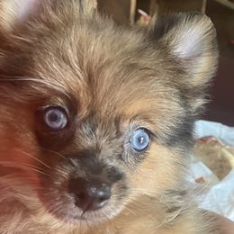 Australian Shepherds and Pomeranians from Liza’s Aussies & Poms