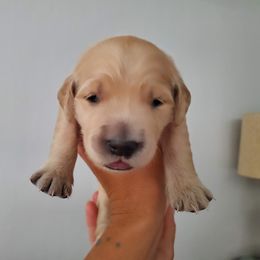 Golden Retriever Puppies from Lakeside Goldens