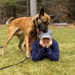 Australian Shepherd, Belgian Malinois, and Dutch Shepherd All Grown Up from Paws Laws k9
