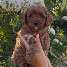 Berry - Red male Assorted Doodle Crosses puppy in Yuba City, California from Lucky Day Doodles