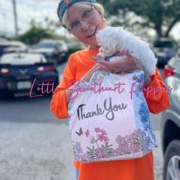 Goldendoodle and Maltese Puppies from Little Sweetheart Puppies