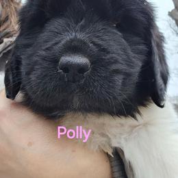 Polly - White and black female Newfoundland puppy in Honey Grove, Pennsylvania from Heinrich Family Newfoundlands