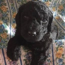 Assorted Doodle Crosses, Goldendoodles, and Poodles from Deb's Doodles