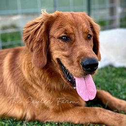 "August" - Golden Retriever