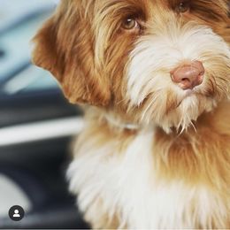 Australian Labradoodle and Labradoodle Puppies from Doodles_Ko