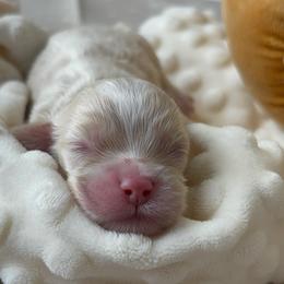 Drew - Buff and white male Cockapoo puppy in Tampa, Florida from Designer Puppy Boutique