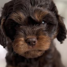 Cavapoos and Poodles from Autumn Poodles/Doodles