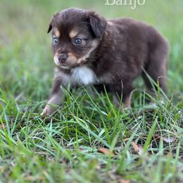 Miniature Australian Shepherd Puppies from Fuller’s Fluffy Friends