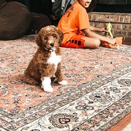 Goldendoodle Puppies from The Doting Doodle