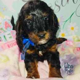 Uno - Tri-color male Australian Labradoodle puppy in Beecher, Illinois from Erica’s Doodles