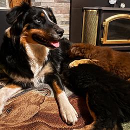 Australian Shepherd Puppies from McElroy Homestead Austrailian Shepherds
