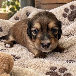 Walter (Shaded English Cream) - Cream male Dachshund puppy in Janesville, California from Elysian Creek Doxies