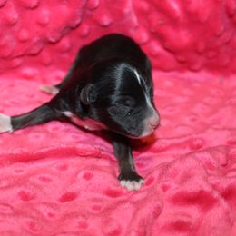 Vinny - Black tri-color male Aussiedoodle puppy in Loretto, Tennessee from K Kountry Farm
