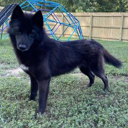 Carina - Siberian Husky