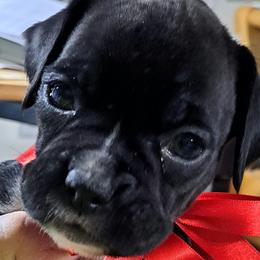 Purple - Brindle female Boxer puppy in Franklin, Georgia from Lakeside Kennels of Franklin