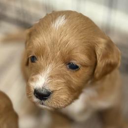 Audie - Red  male Goldendoodle puppy in Ambrose, Georgia from Brandilyn's Aussies
