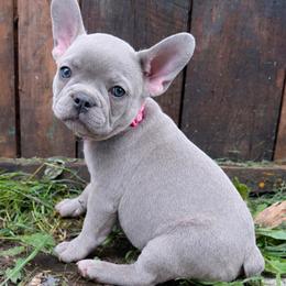 Boy 3 - male French Bulldog puppy in Ottawa, Kansas from Hey Hey Frenchies