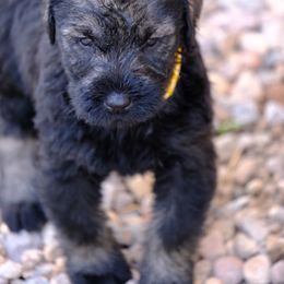 Giant Schnauzer Puppies from Schnauzer Ranch
