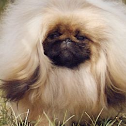 Pekingese from Deja vu Pekingese ROM-S