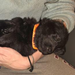 YellowY crazy, now Orange collar - Black female German Shepherd puppy in Roy, Washington from Diwaids Working German Shepherd Dogs