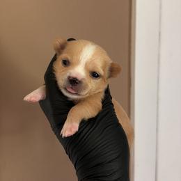 Beverly - Cream and white female Chihuahua puppy in Knowlton Township, New Jersey from Augenblick Kennels