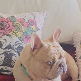 Monya - French Bulldog