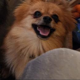 Lina - Pomeranian