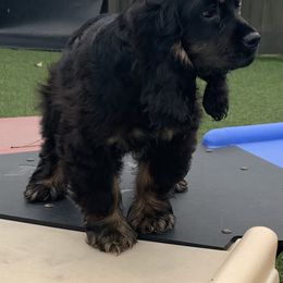 Catahoula Leopard Dog and Cocker Spaniel Puppies from Rich Cat’s